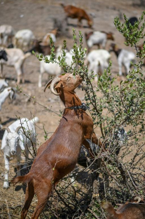 Un Bebe Chevre A L Air Bizarre A 8 Pattes Meurt Quelques Minutes Apres Sa Naissance Les Photos Deviennent Virales Les Actualites