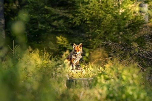 Fox Fox