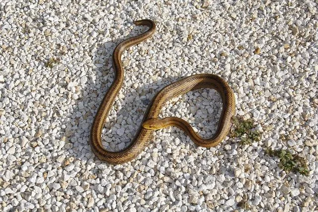Man dies from snakebite hours after attending brother's funeral who also died from snakebite - Vimarsana News