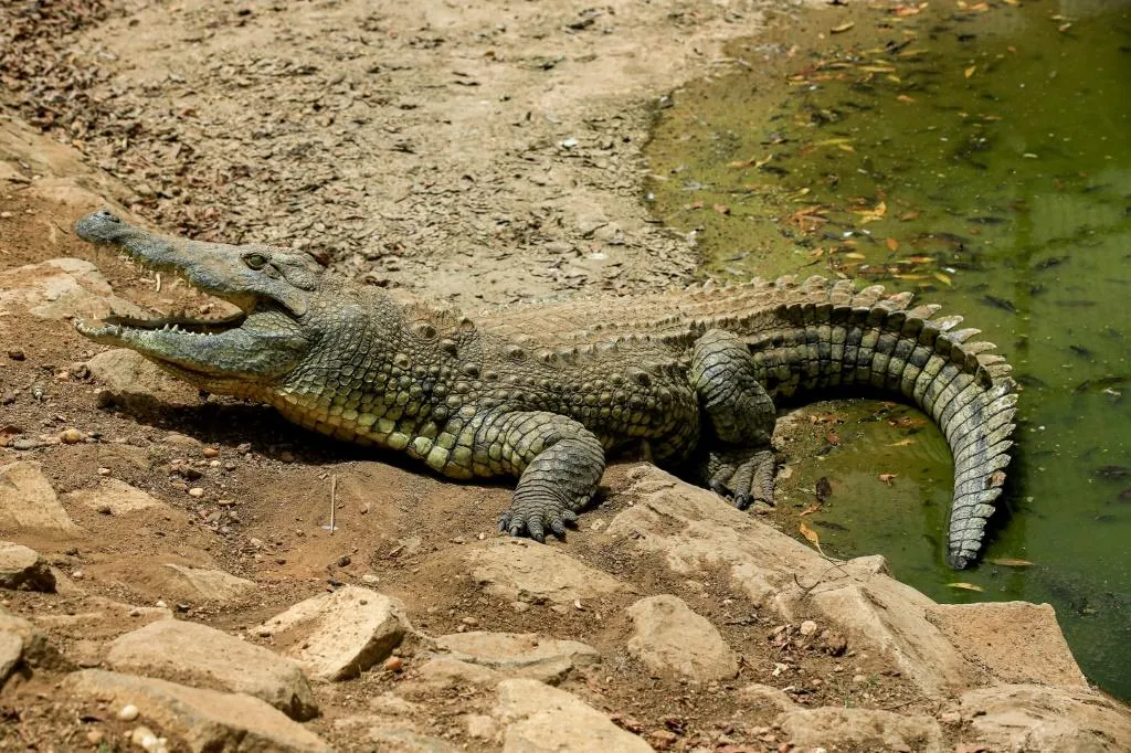 Man gets eaten alive by crocodile in front of his friends - Vimarsana News