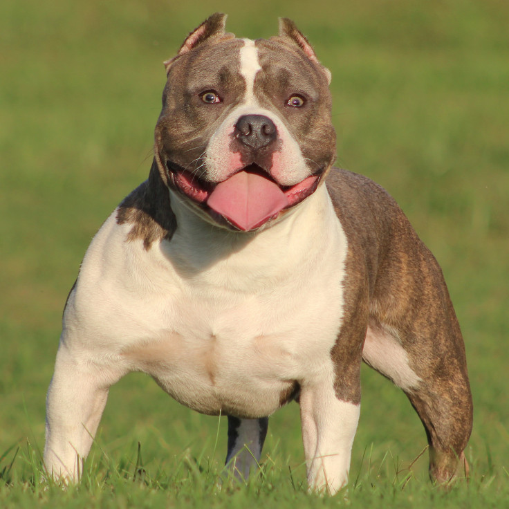 American Bully Pitbull