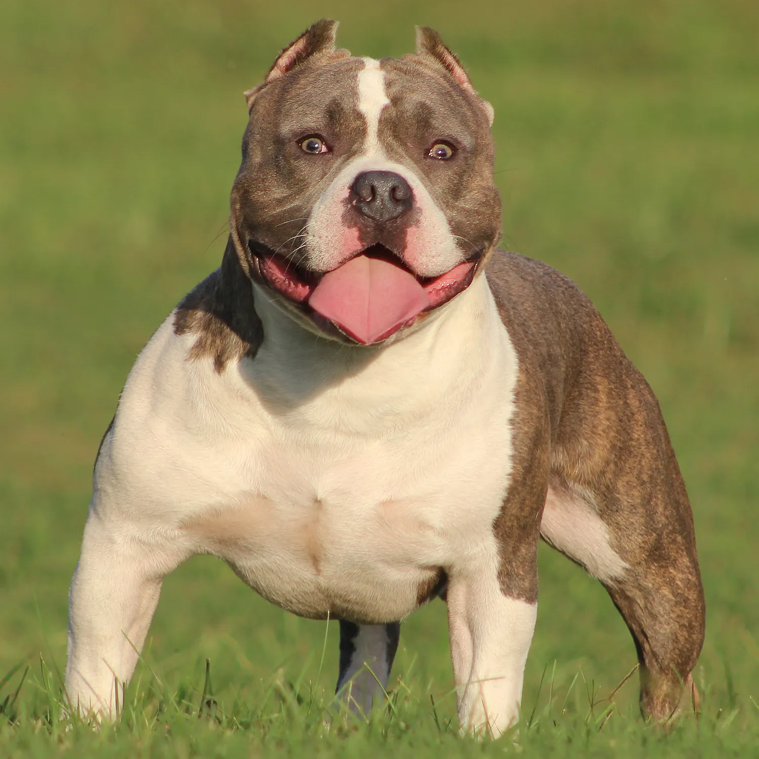 Woman brutally mauled to death by her pet dog - Vimarsana News