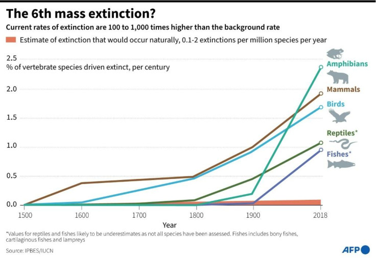 Mass extinction rates