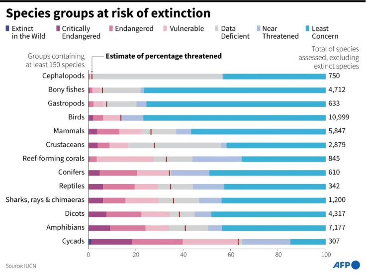 Global extinction rates