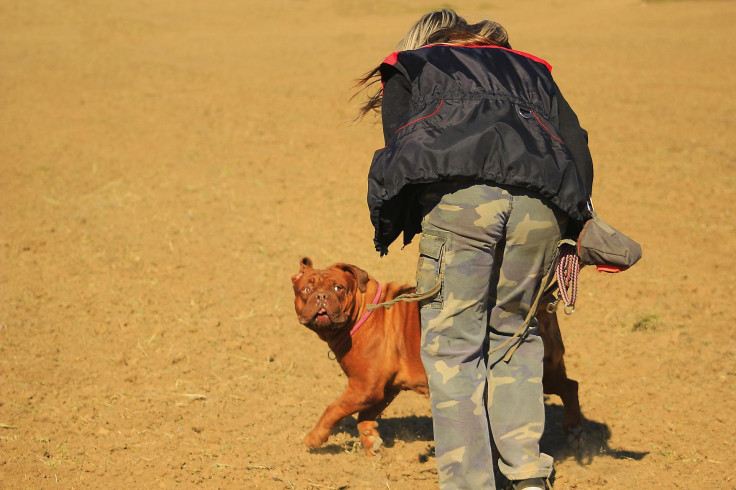 French mastiff bulldog