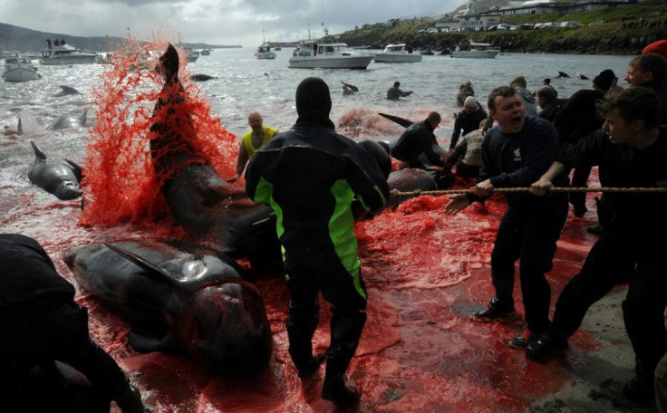 Faroe Islands dolphin slaughter