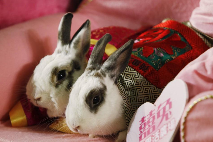 Rabbits Rabbits