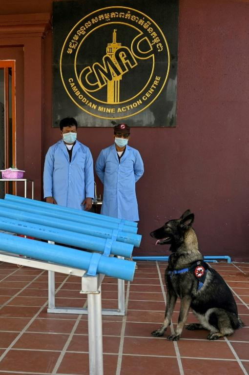 Covid sniffing dogs