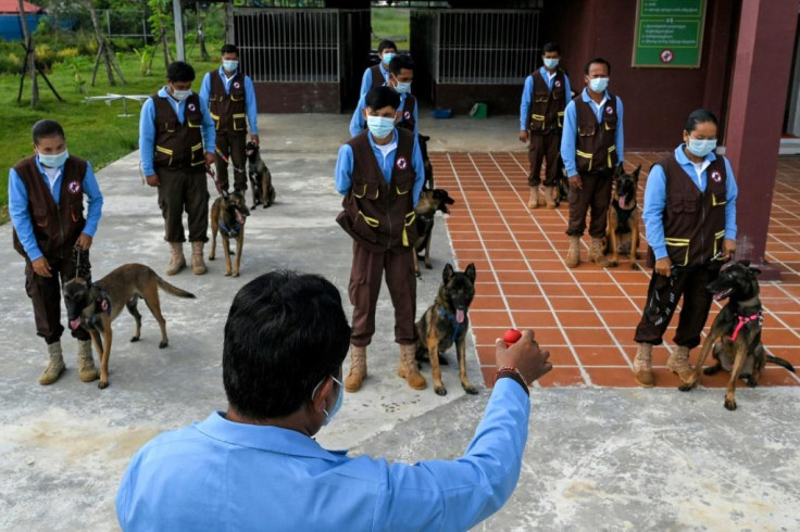 Covid sniffing dogs