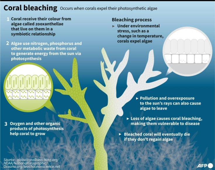 Coral bleaching