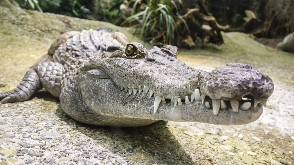 7-year-old boy dragged away and killed by crocodile in front of his sisters - Vimarsana News