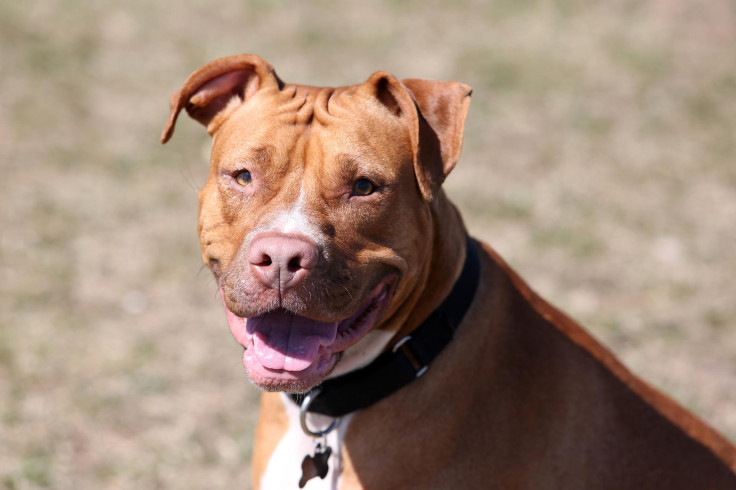Pitbull