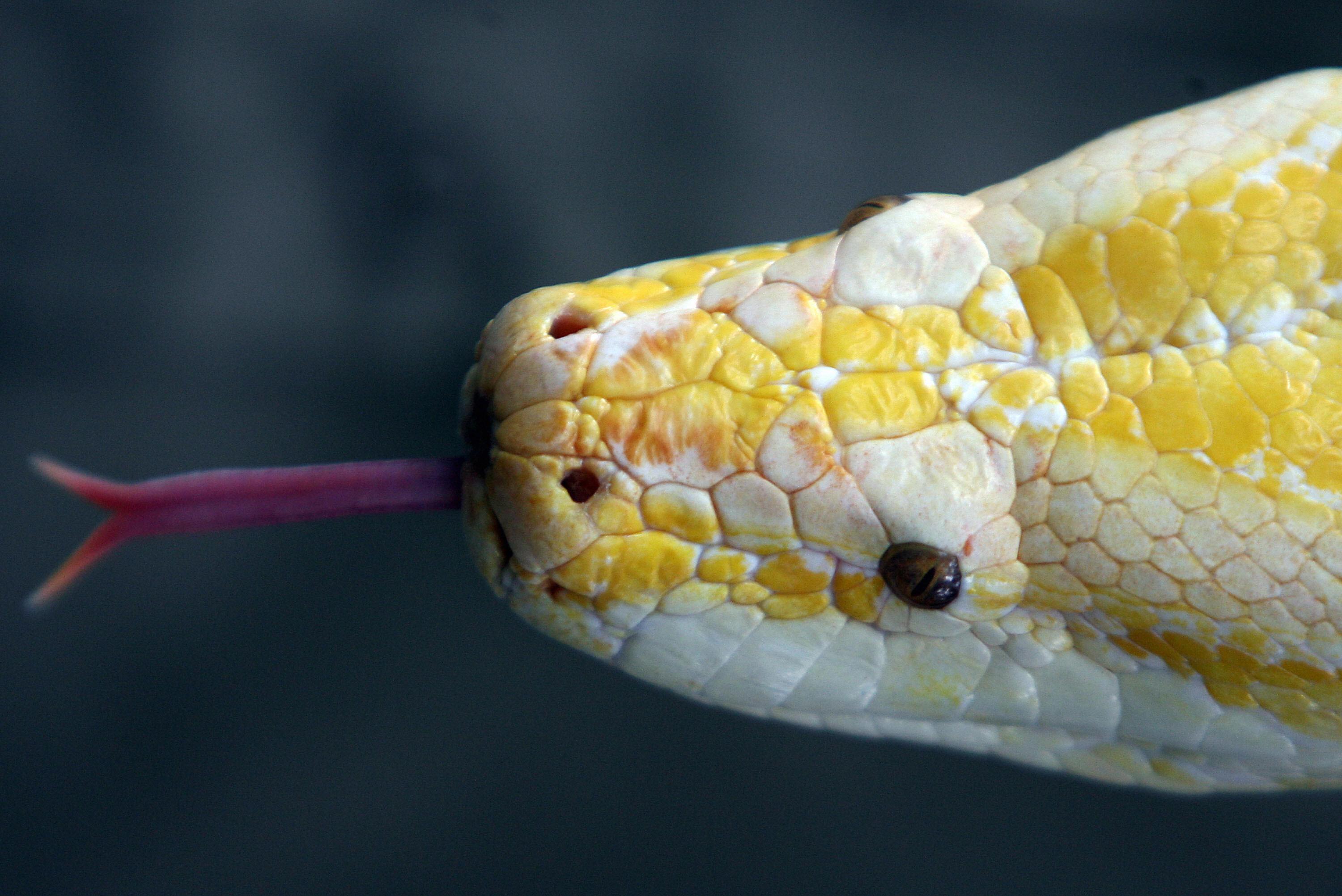 54 crocodiles et pythons brûlés vifs dans l’incendie d’un garage sur la Gold Coast