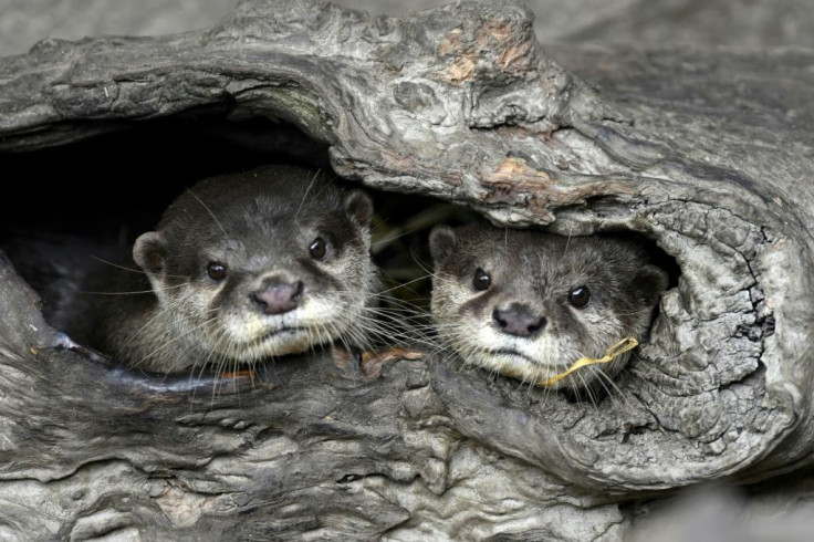 Otters 