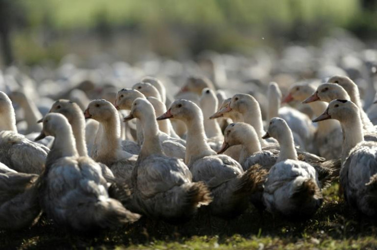 Ducks