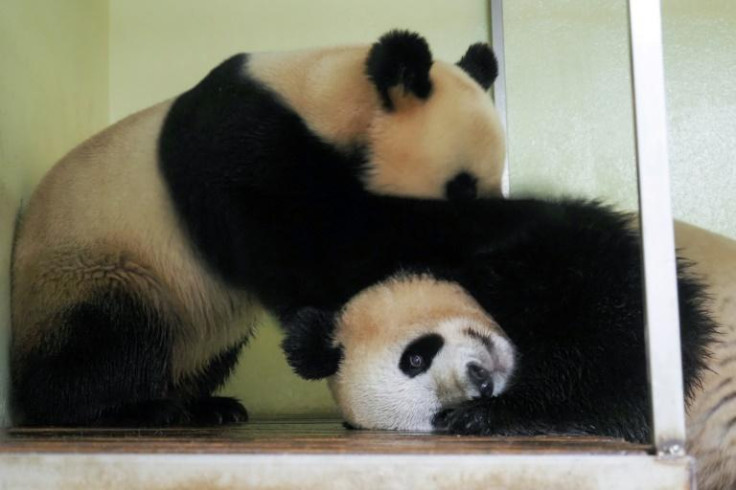 French zoo Panda