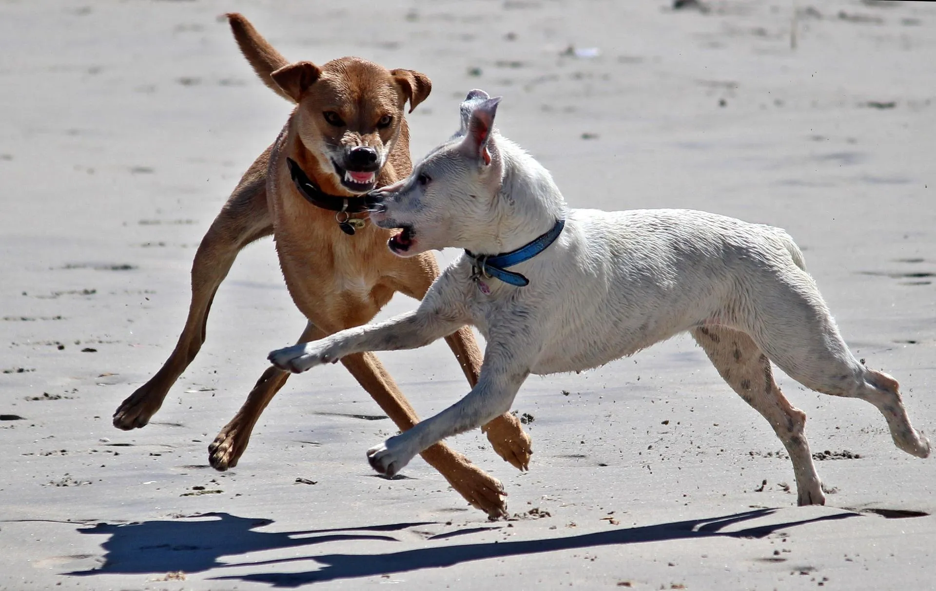 71-year-old man mauled to death by seven dogs, owner arrested - Vimarsana News