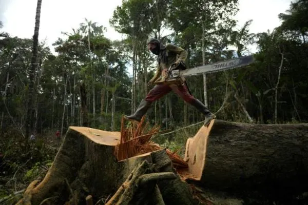 Amazon forest