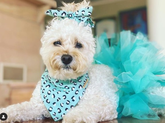 Un chien outrageusement choyé mange dans un bol Tiffany et possède une garde-robe d’une valeur de 56 000 £