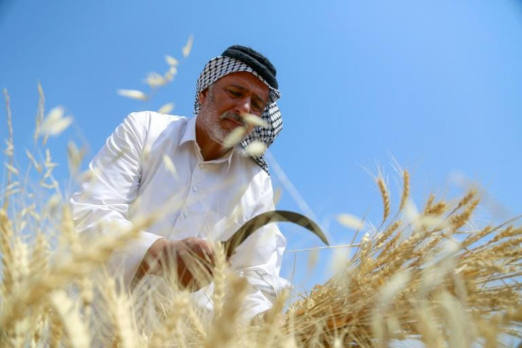 Iraq wheat