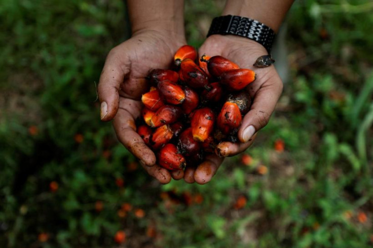 Palm Oil plantation