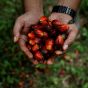 Palm Oil plantation