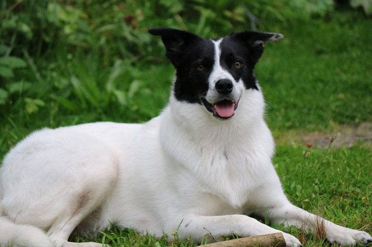 Border Collie