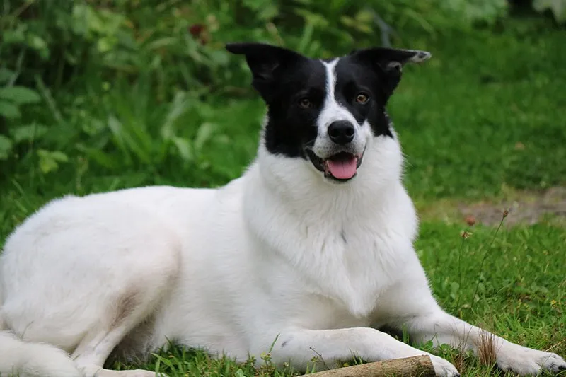 Japanese man spends £12,480 so he can look like a dog - Vimarsana News