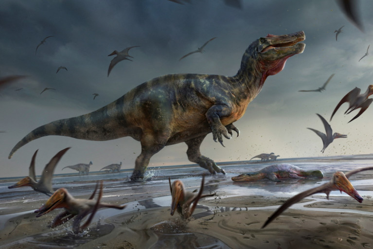 Artist's illustration shows a large meat-eating dinosaur dubbed the "White Rock spinosaurid,