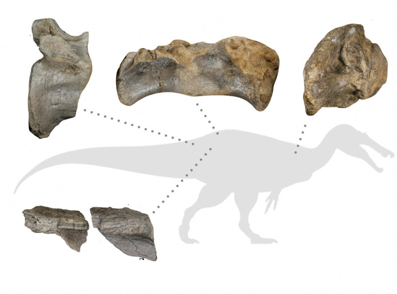 Diagram shows fossil remains of a large meat-eating dinosaur dubbed the "White Rock spinosaurid,