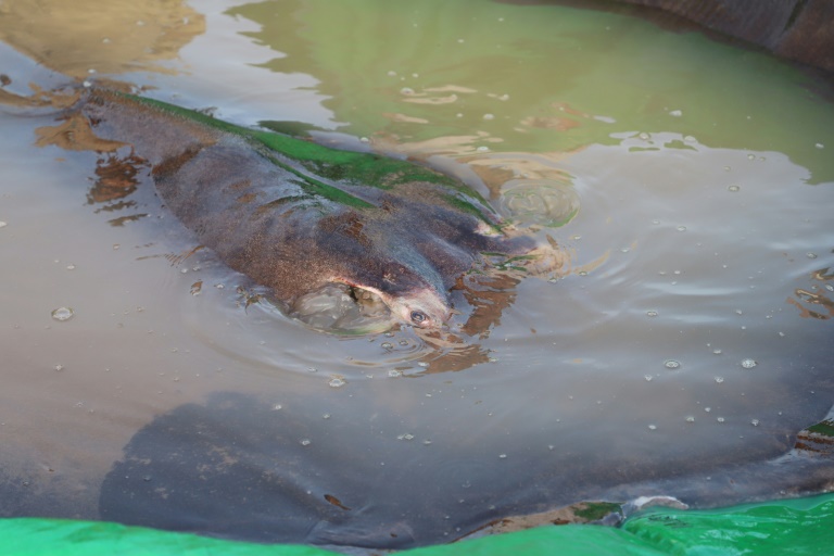 Cambodian fisherman catches world's largest recorded freshwater fish ...