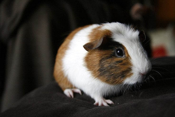 Guinea Pigs