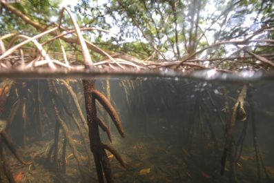Scientists say they have discovered the world's largest variety in the mangroves of Guadeloupe