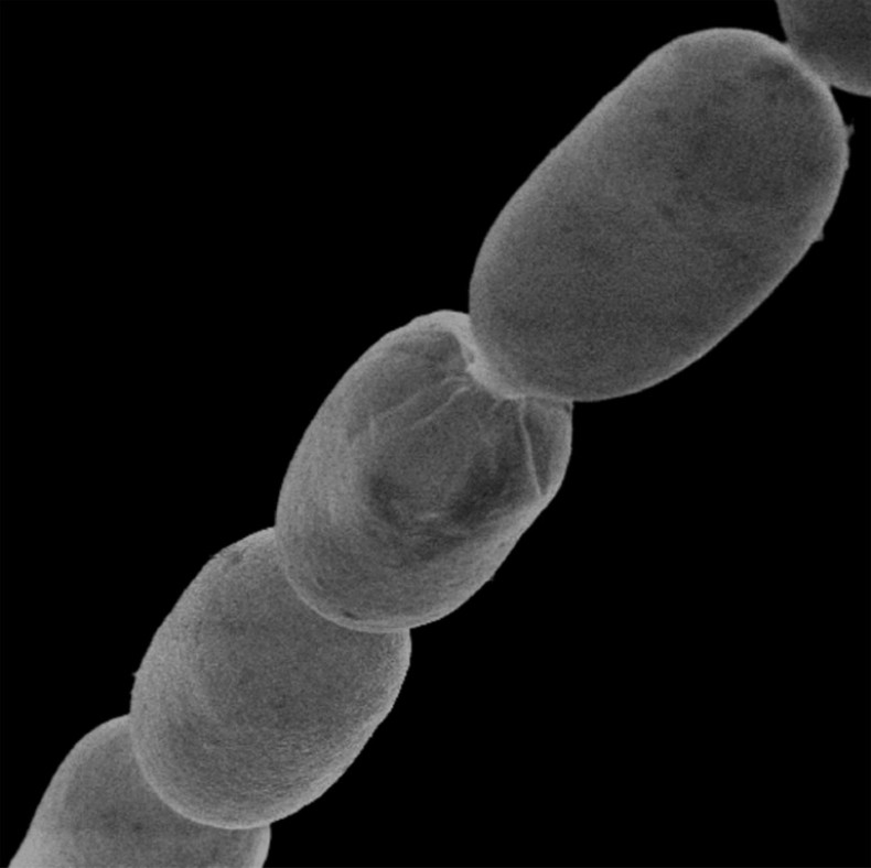 At up to two centimetres  'Thiomargarita magnifica' is around 5,000 times bigger than most bacteria