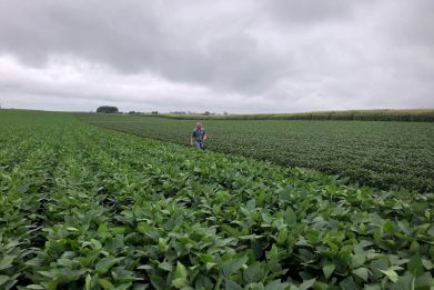 Soybean fields in Wisconsin are pictured in 2018