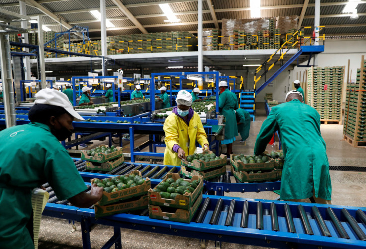 Employees examine avocados at the Kakuzi pack house in Makuyu