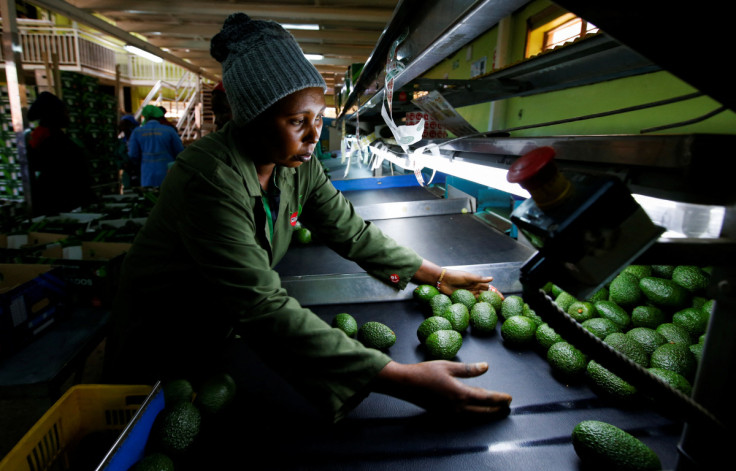 A worker sorts avocados at the Mofarm fresh fruits exporters factory in Utawala area in the outskirts of Nairobi