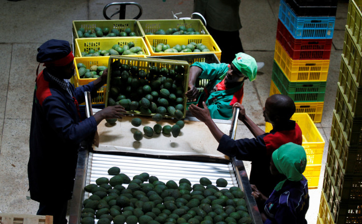 Workers sort avocados at the Mofarm fresh fruits exporters factory in Utawala area in the outskirts of Nairobi