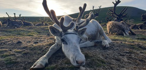 How reindeer eyes transform in winter to give them twilight eyesight