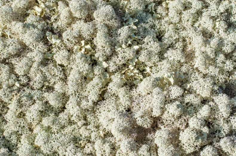  Northern lichen.