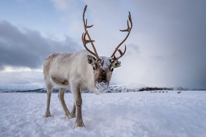 Reindeer eyes change colour with the seasons.