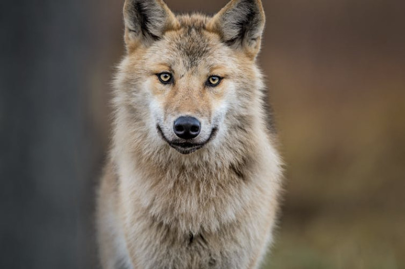 Wolves are the main reindeer predator.