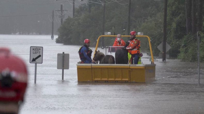 An emergency crew rescues two ponies from a flooded area in Milperra