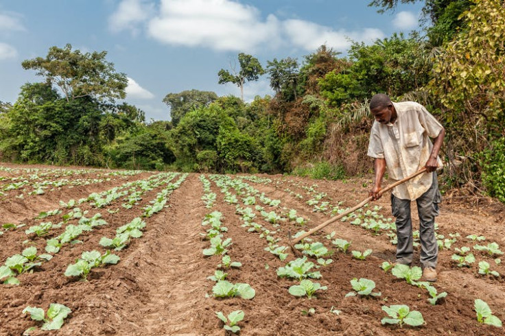  Resilient crops are key for surviving droughts.