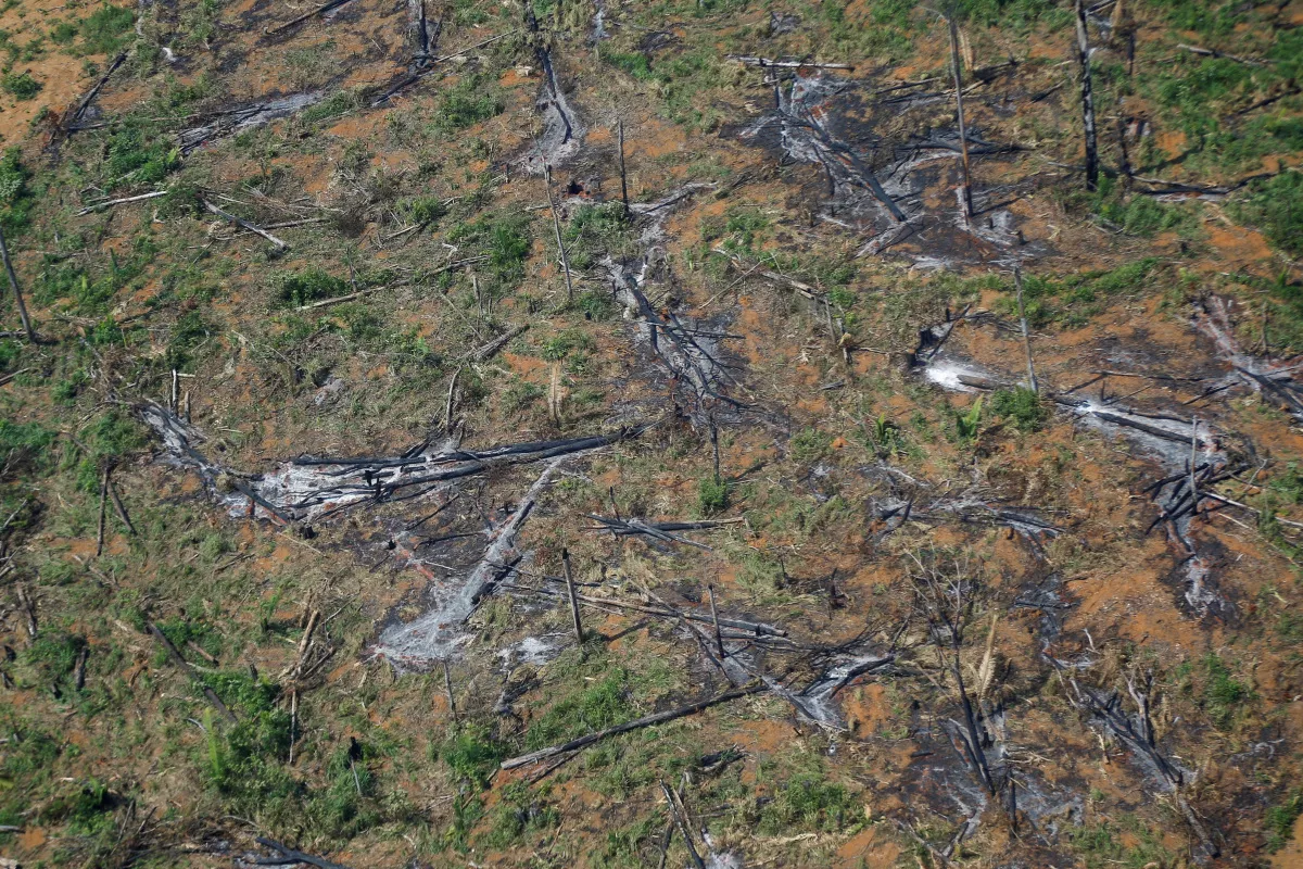 Deforestation In Brazil's Amazon Hits Record For First Half Of 2022 - Vimarsana News