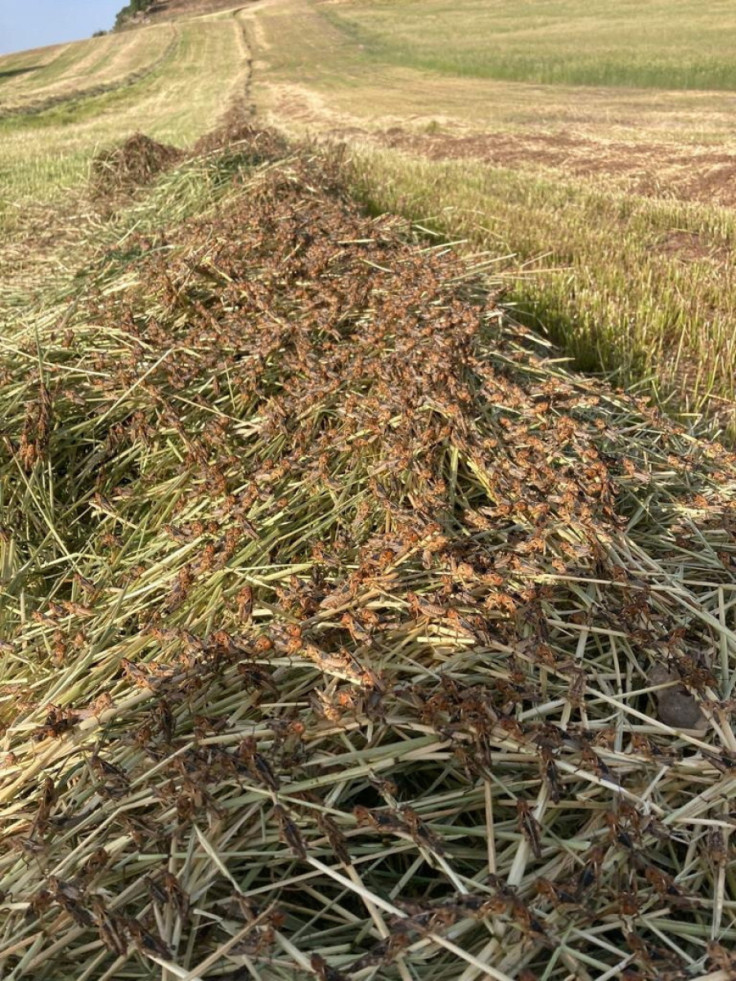 Sardinian farmers suffer worst locust invasion in over 30 years