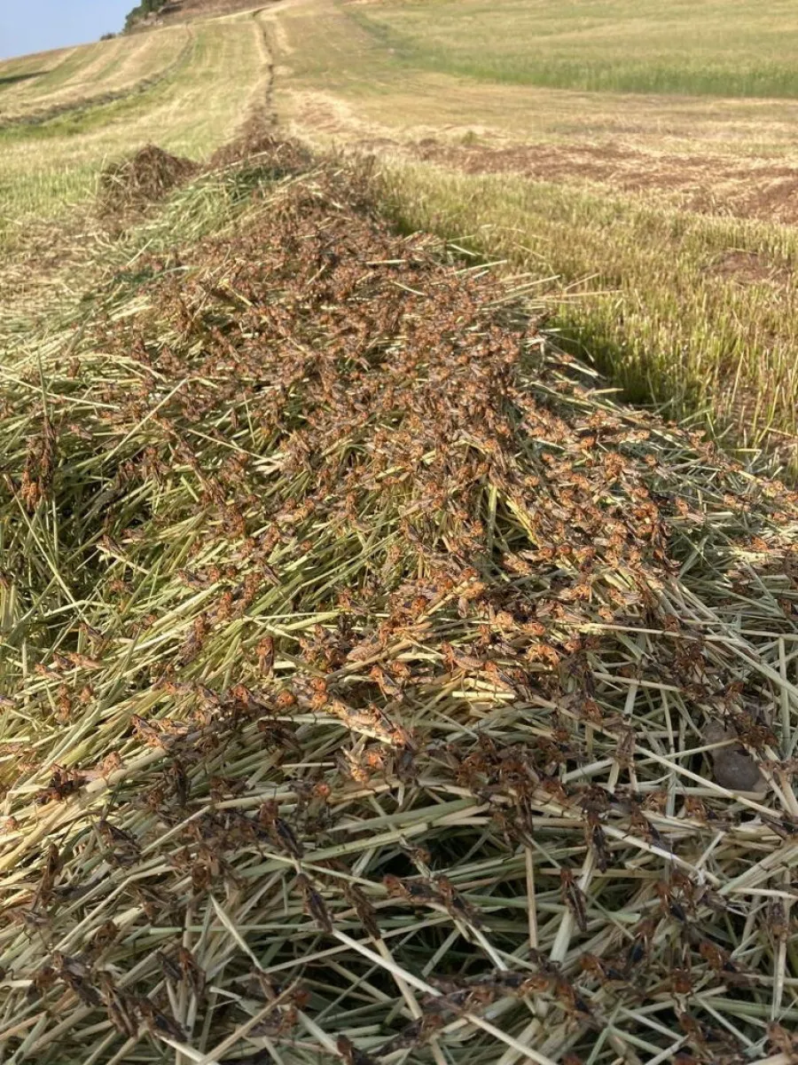 Sardinian Farmers Suffer Worst Locust Invasion In Over 30 Years - Vimarsana News
