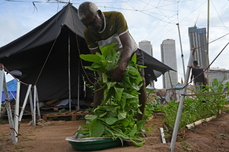 With food prices soaring, some Sri Lankans are growing their own vegetables to feed their families