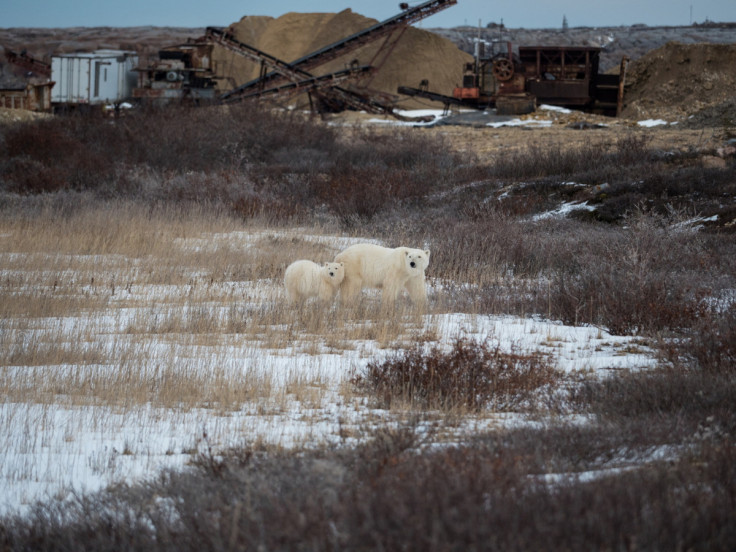 A polar bear and her cub wander near the quarry on the outskirts of Churchill