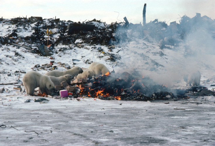 Polar bears scavenge for food at a dump in Churchill